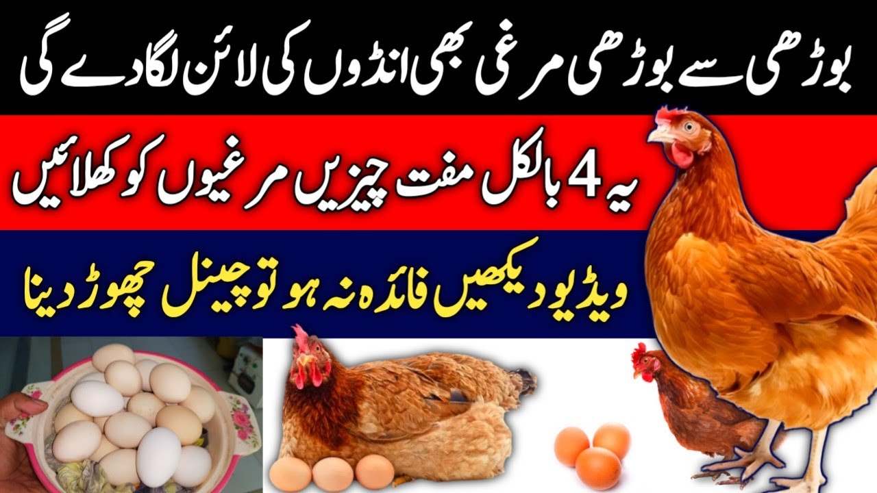 Murgi Anda Na De Tu Kya Karen 2026 | Murgion Se Zeada Ande Lene Ka Tarika | Mini Zoo Birds 