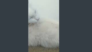 Higiene gatinal, Aumente o volume 😺 by Floquinho o Gato 181 views 11 months ago 49 seconds