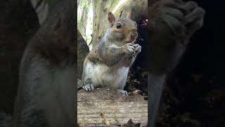 Squirrel enjoys a quick snack! 🐿️🌰 🪵