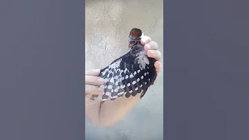 Дятел