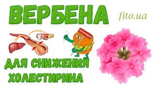 Вербена для снижения холестерина, рецепты, как готовить.