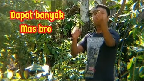 jebakan trucukan paling gampang dan mudah digunakan