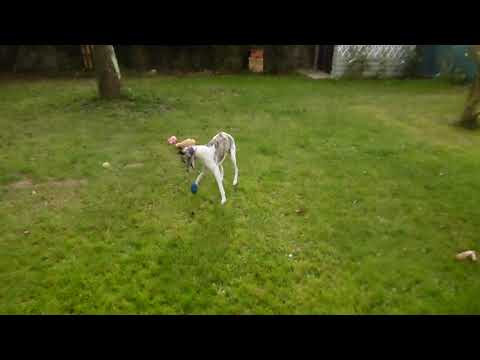 Video: Starp Greyhound Un Whippet Atšķirība