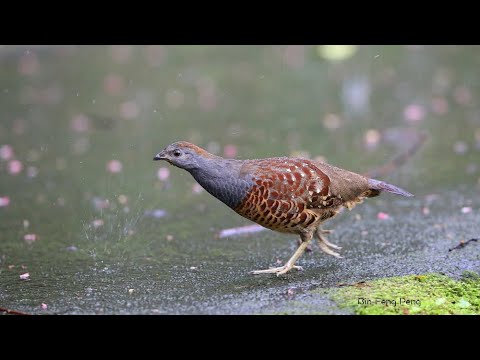 台灣竹雞 Taiwan Bamboo Partridge Youtube