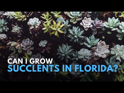 How To Landscape With Succulents In Florida?