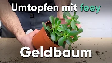 Wann Topft man einen Geldbaum um?