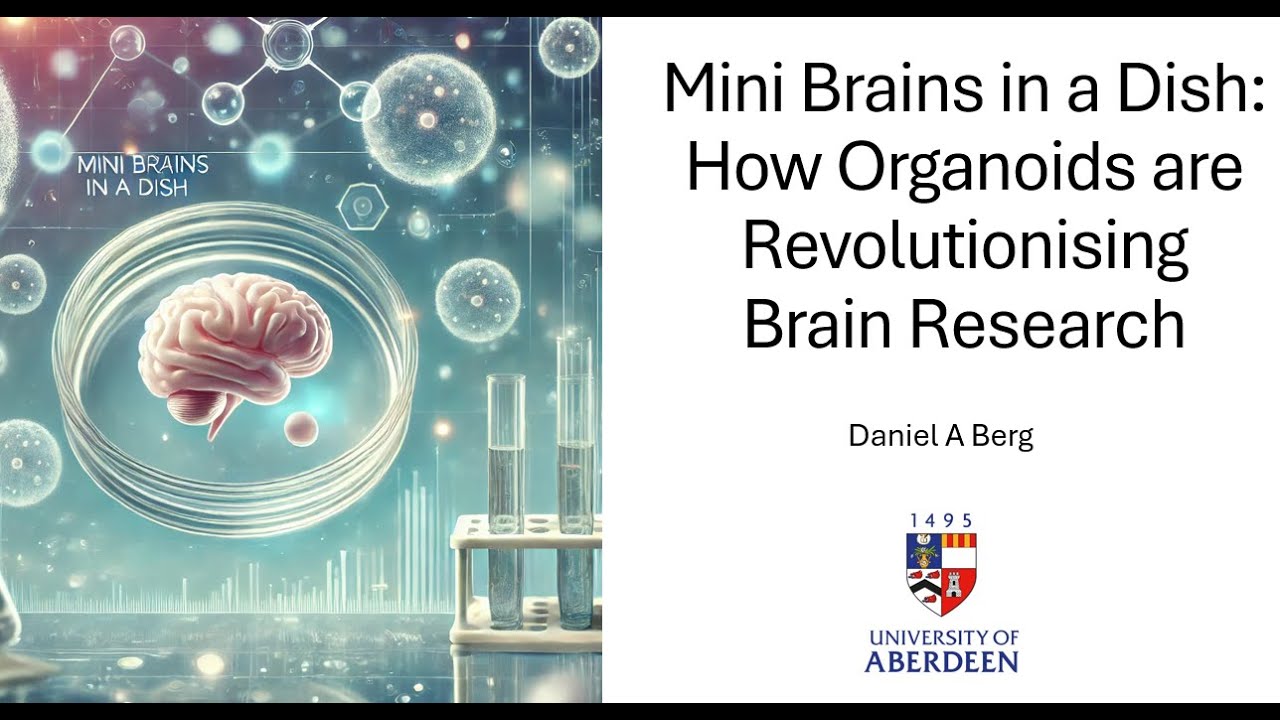 How Scientists Grow Human Brain Cells to Uncover Neuroscience’s Biggest ...
