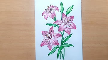 Flowers Drawing Easy How to Draw Lily Flower  with Colored Pencils for Beginners Step by Step