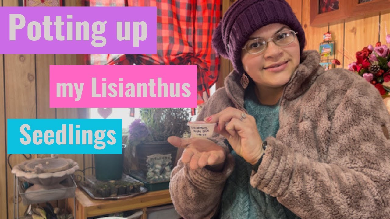 Potting up Lisianthus Seedlings A lil bit of Sol YouTube