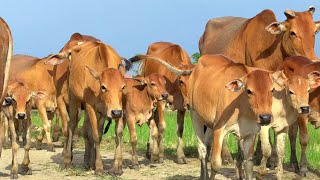 Suara sapi lembu memanggil kawan ramai-ramai untuk pulang ke kandang - suara Lembu Lucu Berkeliaran