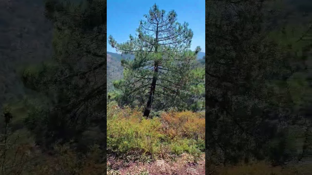 Espadan from Eslida, Castellón, Com. Valenciana