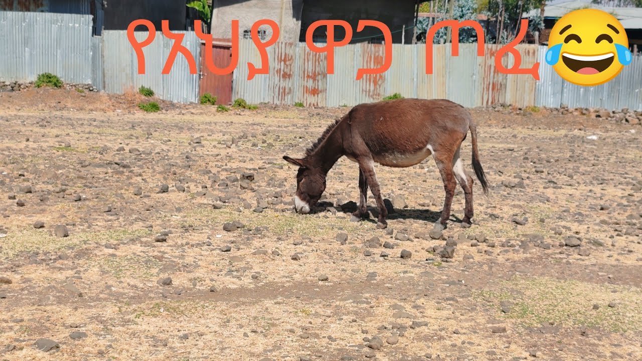 የሁለት እህቶቼ የረመዳን አስቤዛ👀👂👈