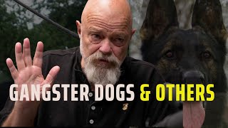 Gangster Dogs and Other Type of Dogs screenshot 5