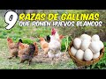 9 Razas de gallinas que ponen huevos blancos