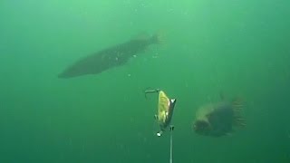 : Many pike appear while spin fishing with a Salmo Skinner