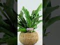 Plantele Perfecte pentru Bărbați - Știai Aceste Sfaturi? 🌱👨#flori #totuldespreflori