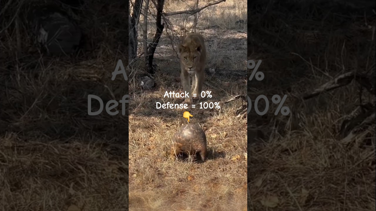 ATTACK 0% DEFENSE 100% || TRENGGILING 