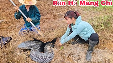 Cuộc Gọi Khẩn Cấp Của Cô Nông Dân Phát Hiện 1 Con Rắn Hổ Mang Khổng Lồ Ngoài Cánh Đồng