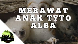 Merawat anakan burung hantu tyto alba