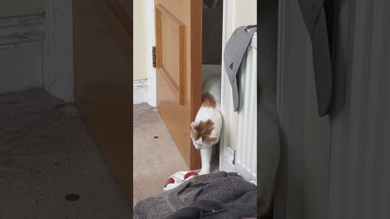 Clever cat opening door to get in!!!!