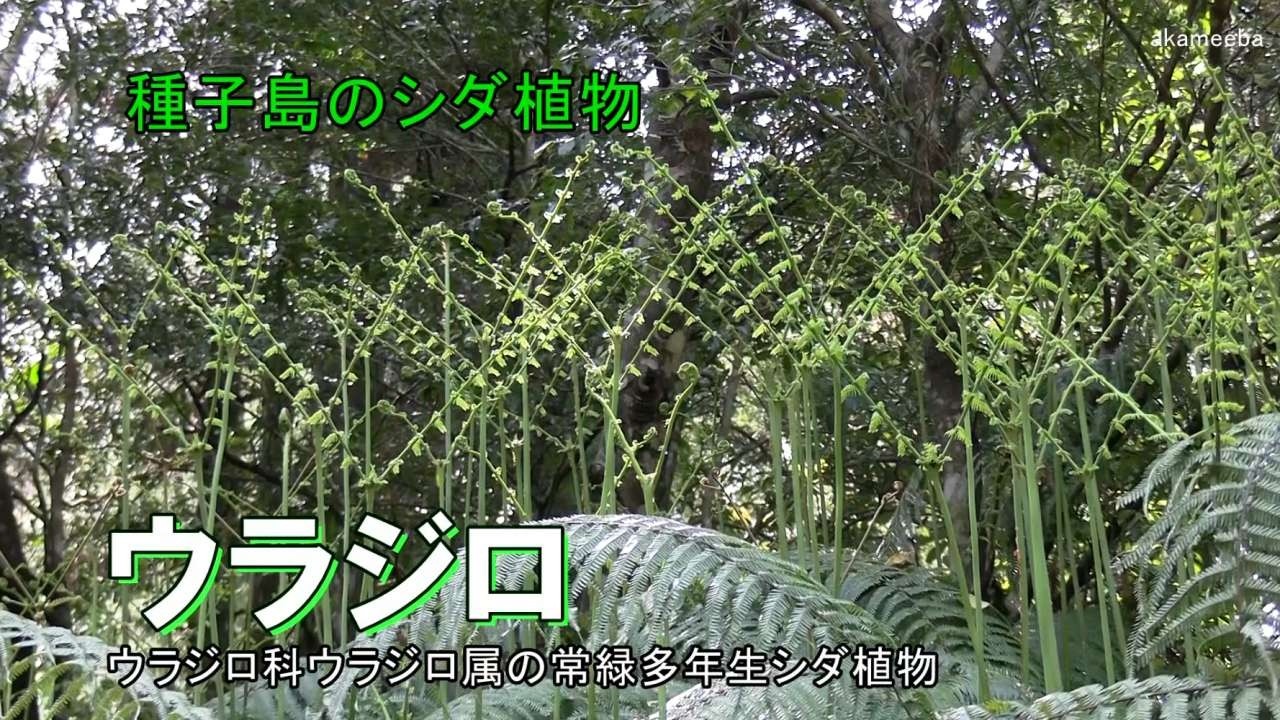 ウラジロ - 四季折々の草花 - ふるさと種子島