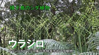 ウラジロ - 四季折々の草花 - ふるさと種子島