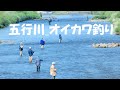 585_【オイカワ釣り】五行川のオイカワ釣り 【KFT Fishing Base】