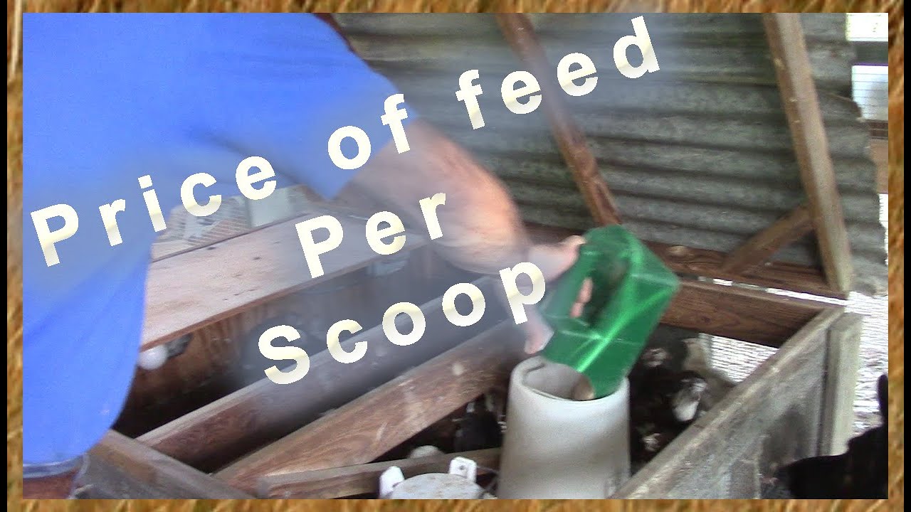 Price for Wild Game Growth Feed per Scoop.  Watching pennies on the Homestead because of inflation.