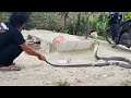 The biggers snake KING COBRA || Ular Pringsewu