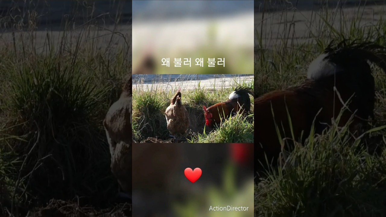 ck live ❤️왜 불러(송창식)🧡