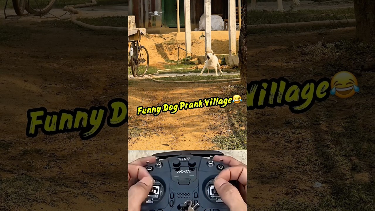 Best Dog Prank in Village 😂 