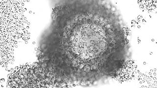 Under the Microscope – Egg Post-Fertilization Wealth