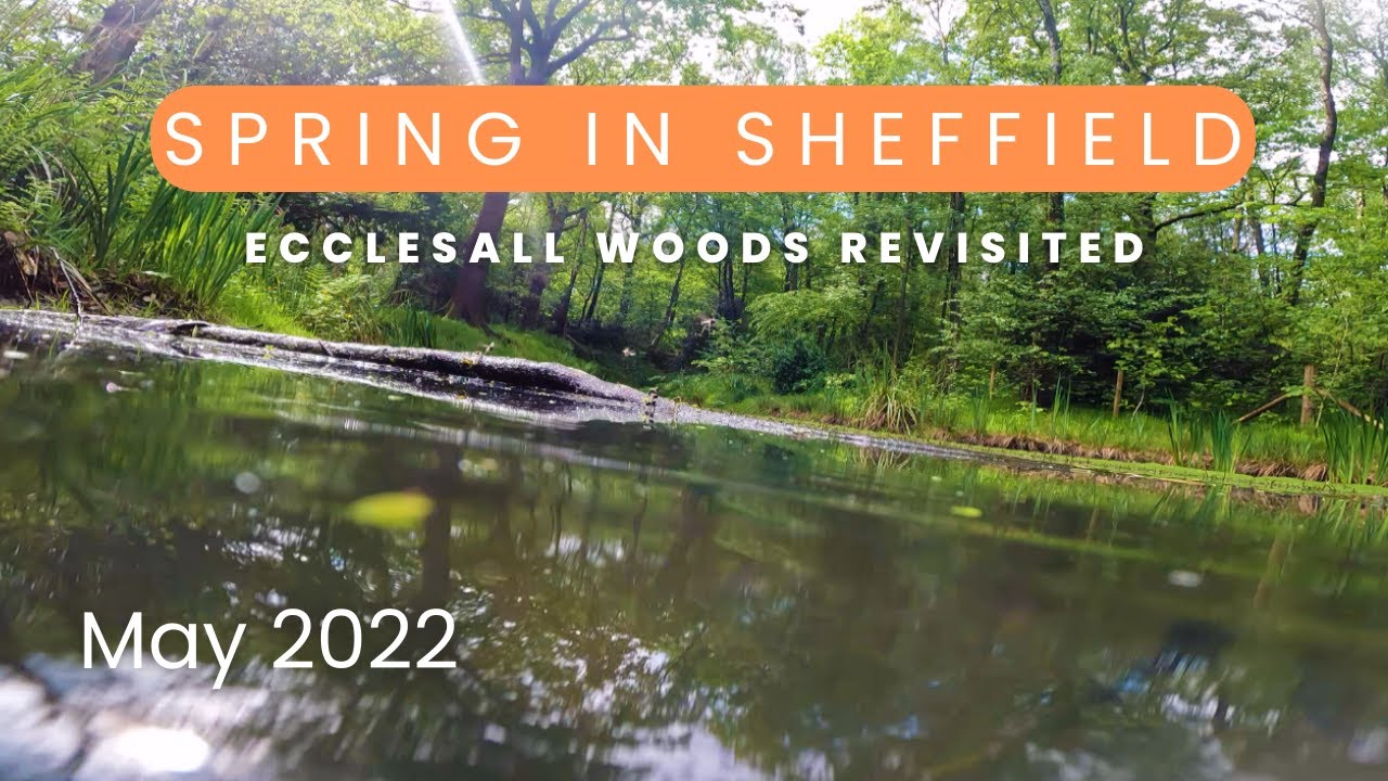 Spring in Sheffield  | Ecclesall Woods Revisited  | 4K