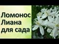 Клематис Ломонос манчжурский Прекрасное растение для беседки