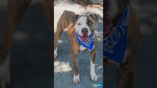 #OurCounty's Pets of the Week 5-30-26