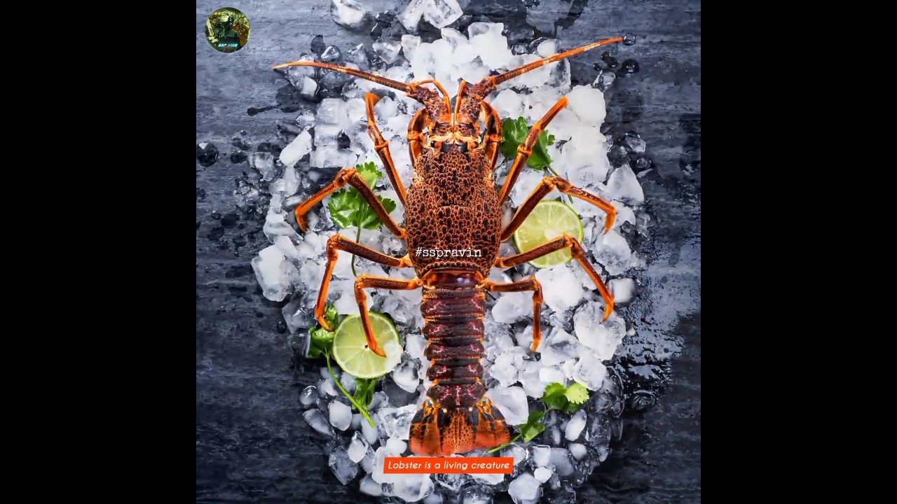 🦞🍜 Lobster The Sea Monster You Can Eat || 