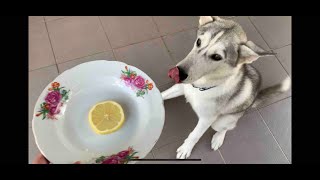 My Husky Reacts to Trying Lime !