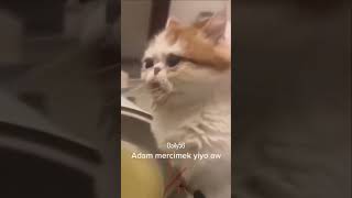 Adam Mercimek Yiyo Awk Çorbaiçiyor