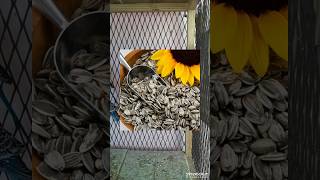 🦜Birds Bast said sax🦜 #birds #parrot #shortsfeed #birds