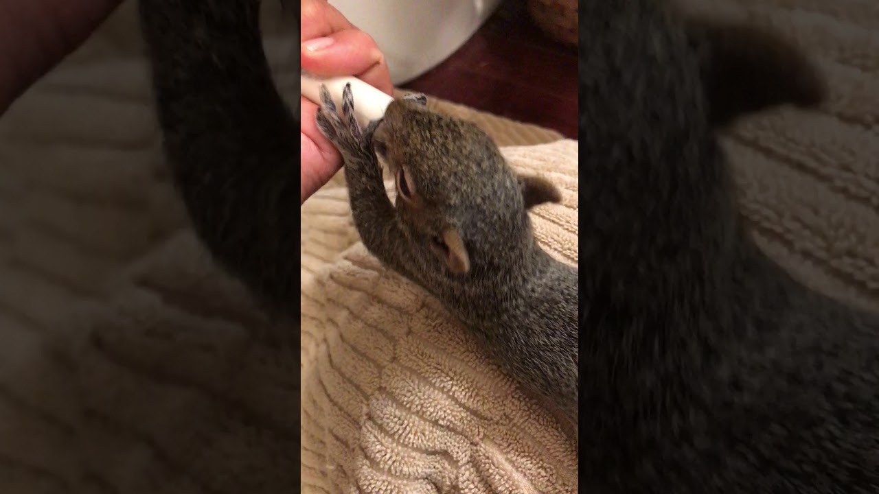 Baby squirrel sounds!! YouTube