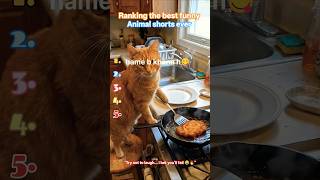 Ranking the Best Funny Animal Shorts Ever 😂🐶 #funnyanimals #animalshort #funnyvideo #cutepets #funny