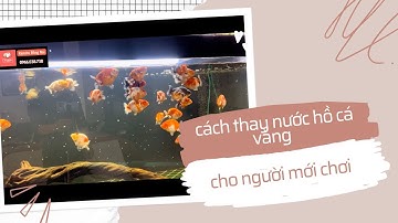 Hướng dẫn thay nước hồ cá Ranchu cho người mới tập chơi #goldfish #ranchu_goldfish #rcdongnai