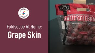 Foldscope at Home: Grape Skin