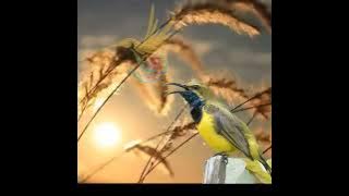 Masteran Sogon atau Sogok Ontong isian Lovebird || Cocok buat pancingan sogon trotol #mp3 #masteran