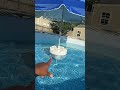 This is a POOL MUST HAVE!!! Just fill the buoy up with sand or gravel and then let it float