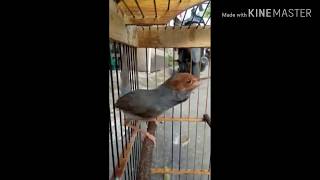 Suara pikat prenjak jantan engkel top cerr