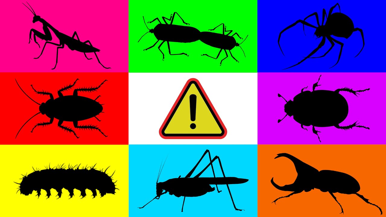 Насекомое: таракан, скарабей, хлопковые клопы, кузнечик, гусеница, паук, многоножка, рогатый жук