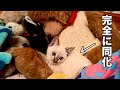 【保護猫が家に来た】ぬいぐるみが気に入って埋もれる元保護猫