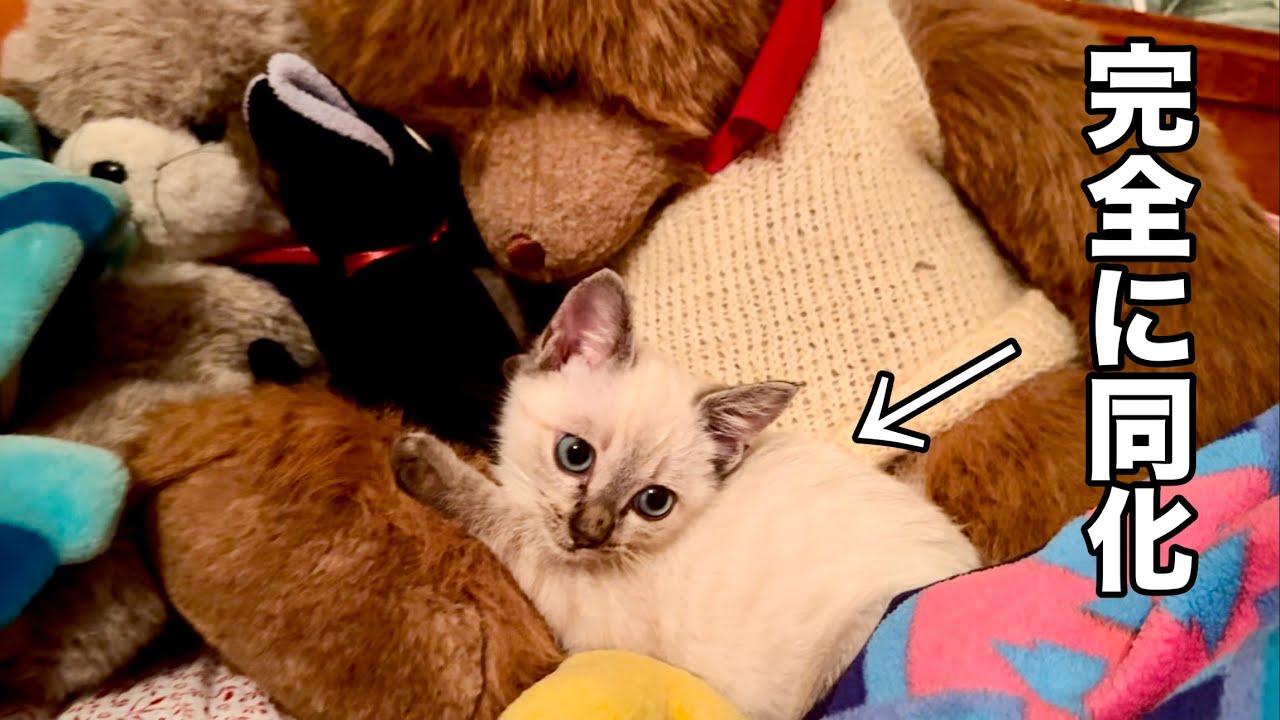 保護猫が家に来た】ぬいぐるみが気に入って埋もれる元保護猫 - YouTube