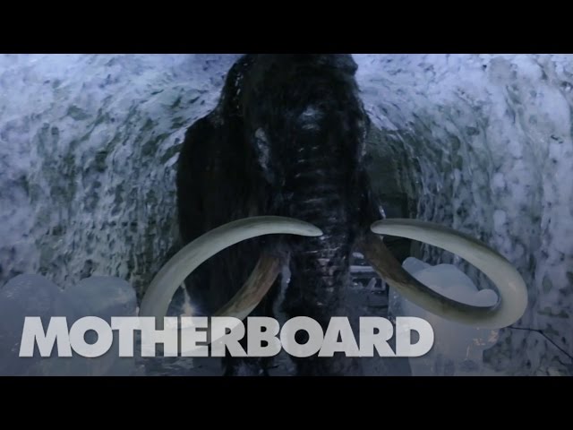 Cloning the Woolly Mammoth